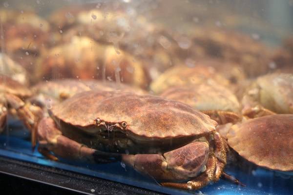 之味 爱尔兰面包蟹登录上海大润发电子pg游戏暖冬礼遇·爱尔兰